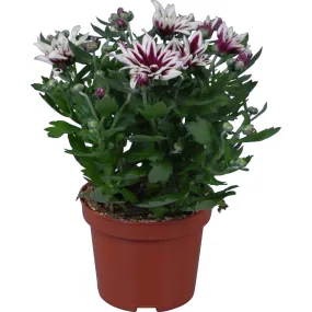 Crisantemo Duo diversi colori in vaso Ø 12 cm