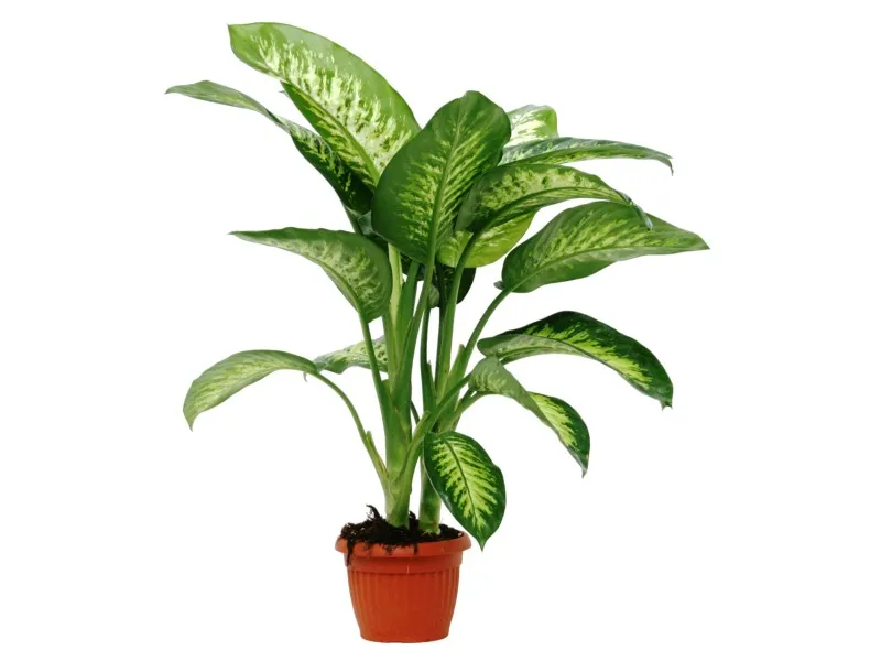 Dieffembachia tropical vaso 18 x H 70/80 cm