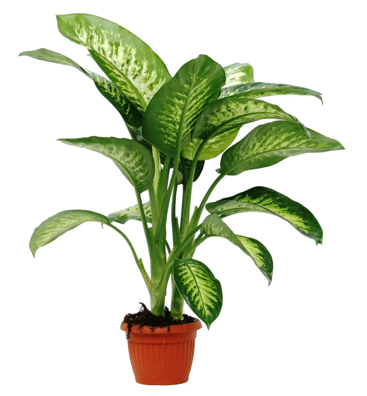 Dieffembachia tropical vaso 18 x H 70/80 cm