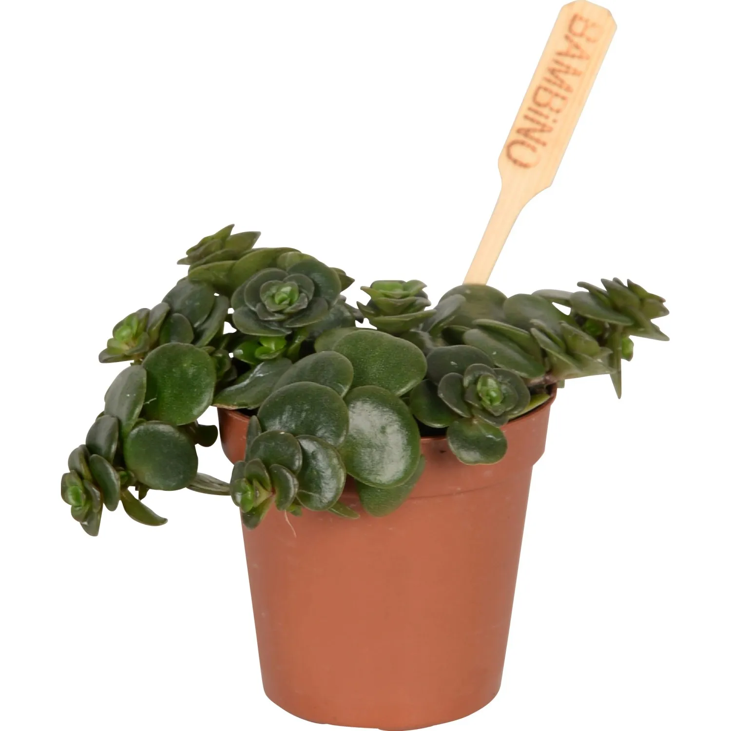 Piante grasse mini varie vaso Ø ca. 6 cm