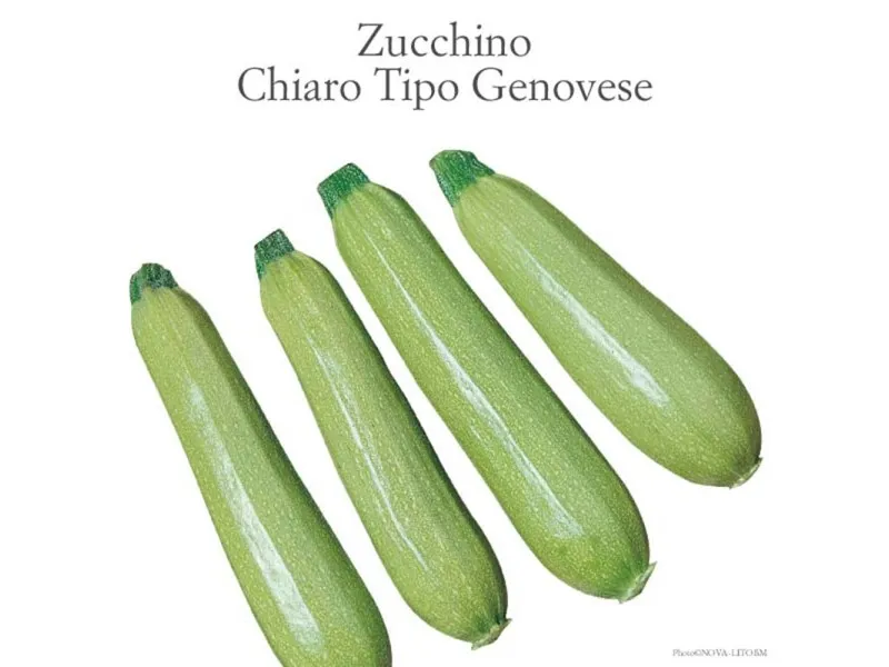 Zucchino Ibis chiaro vaschetta 4 pz