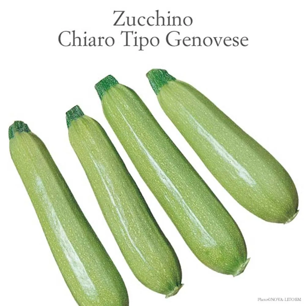 Zucchino Ibis chiaro vaschetta 4 pz
