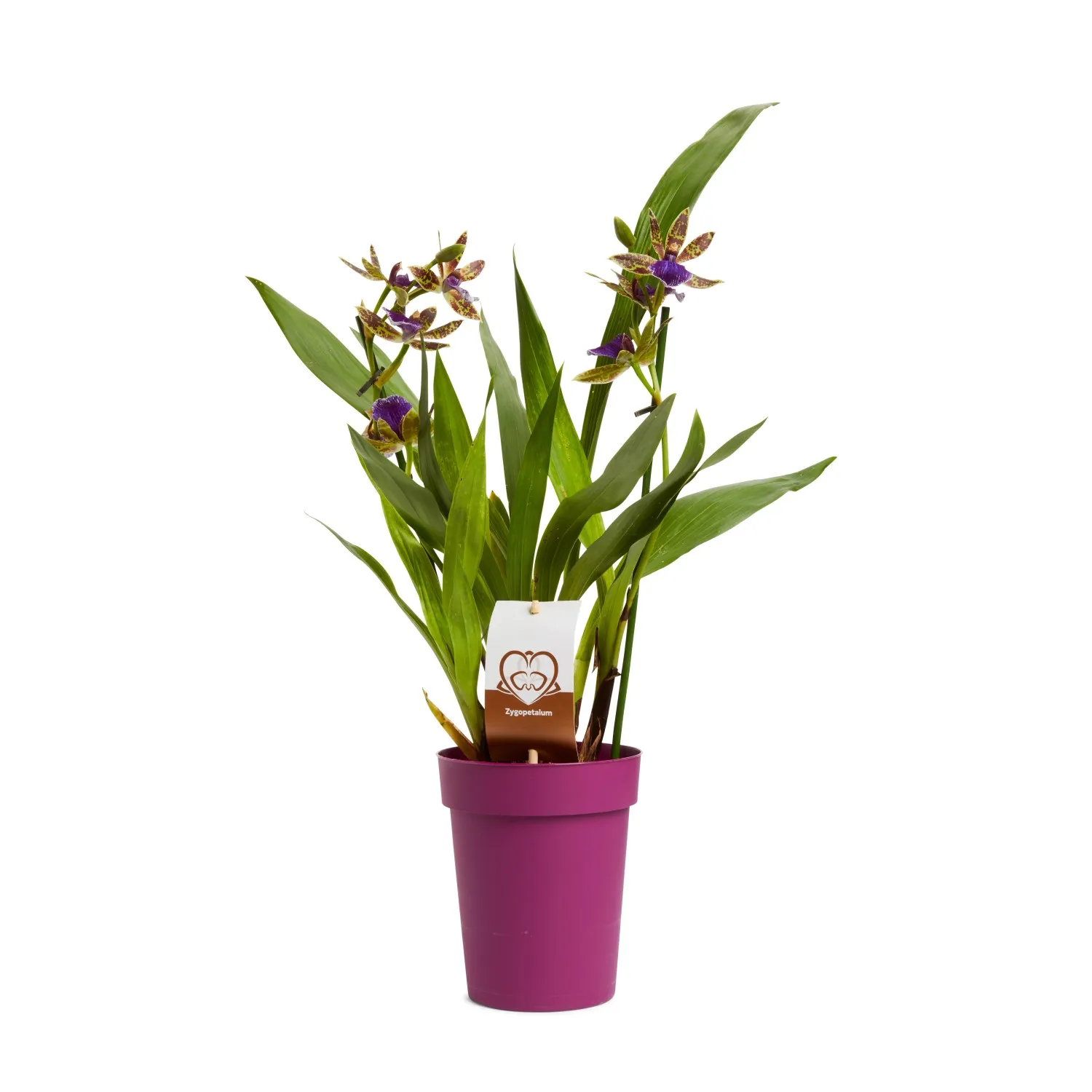 Zygopetalum 2 rami Ø cm 12